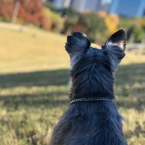 Meet your Posher, Torey